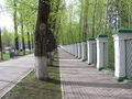 Ограда Университетской Рощи ТГУ летом
