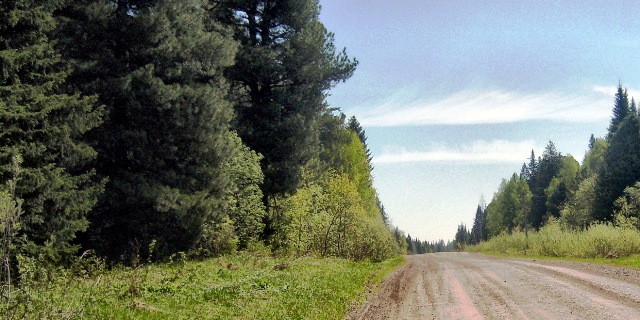 Файл:Лязгинский кедровник.jpg