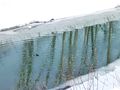 Дикие утки, перезимовавшие (2012—2013) на Ушайке у Аптекарского моста. Фото: Олег Абрамов