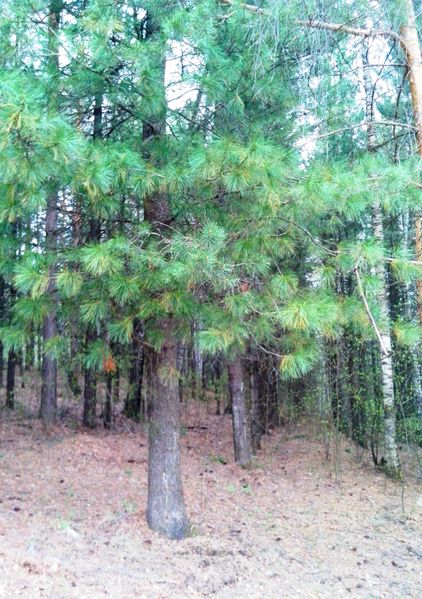 Файл:Магадаево лес.jpg